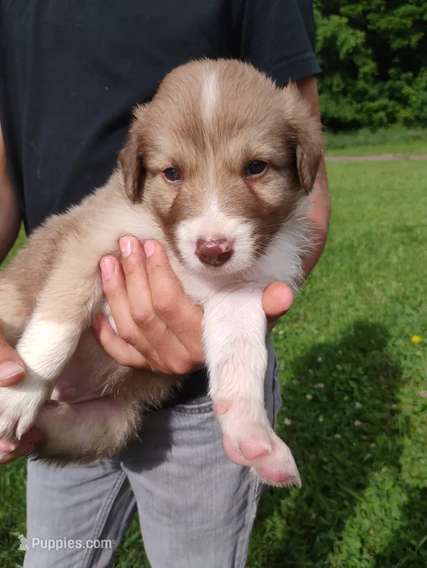 Baxter – Australian Shepherd, Border Collie puppy for sale in Dallas, WI