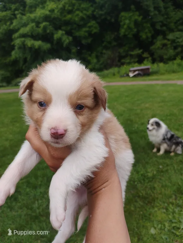 Buddy – Australian Shepherd, Border Collie puppy for sale in Dallas, WI