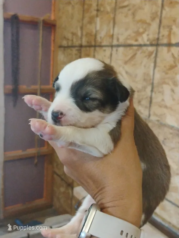 Betsy – Australian Shepherd, Border Collie puppy for sale in Dallas, WI