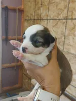 Betsy, a female Australian Shepherd and Border Collie for sale in Dallas, WI – 1 of 1