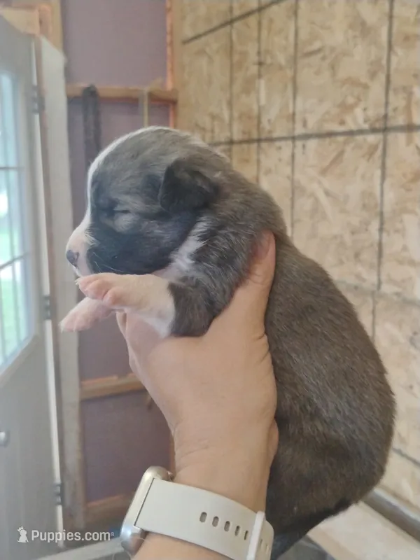 Bryndi – Australian Shepherd, Border Collie puppy for sale in Dallas, WI