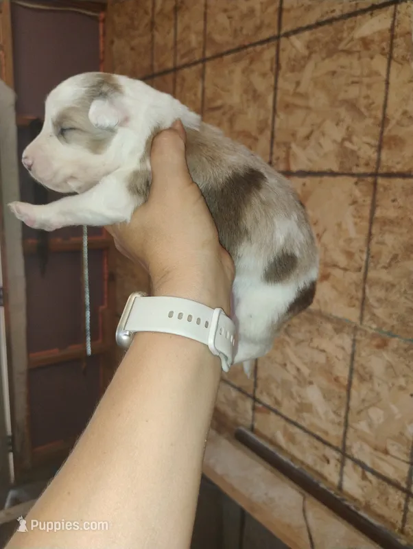 Bruno  – Australian Shepherd, Border Collie puppy for sale in Dallas, WI