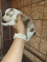 Bruno , a male Australian Shepherd and Border Collie for sale in Dallas, WI – 1 of 1