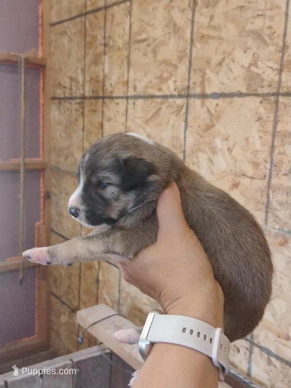 Buster – Australian Shepherd, Border Collie puppy for sale in Dallas, WI