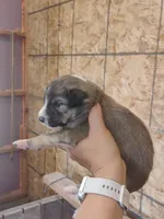 Buster, a male Australian Shepherd and Border Collie for sale in Dallas, WI – 1 of 1