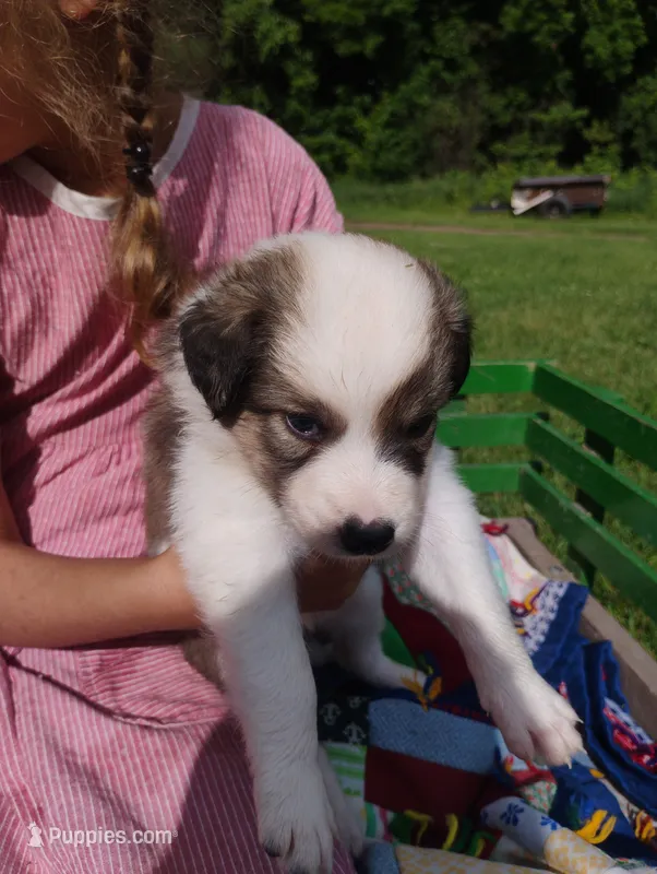Betsy – Australian Shepherd, Border Collie puppy for sale in Dallas, WI