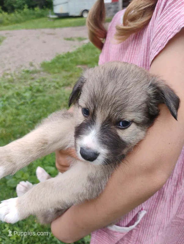 Buster – Australian Shepherd, Border Collie puppy for sale in Dallas, WI