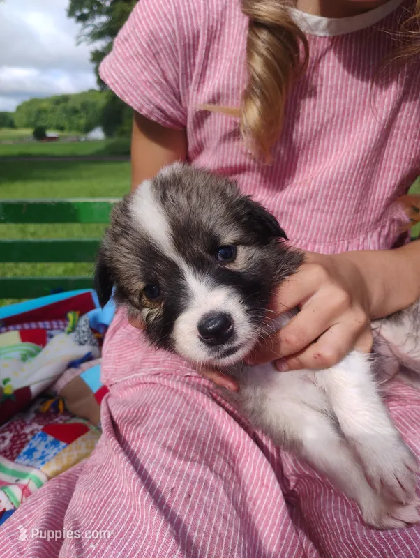 Bryndi – Australian Shepherd, Border Collie puppy for sale in Dallas, WI