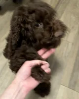 Brownie , a male Cockapoo for sale in Maple Valley, WA – 4 of 6
