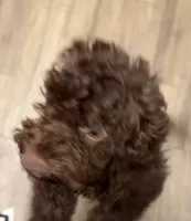 Brownie , a male Cockapoo for sale in Maple Valley, WA – 3 of 6