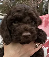 Brownie , a male Cockapoo for sale in Maple Valley, WA – 2 of 6