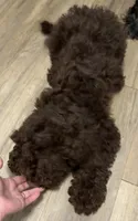 Brownie , a male Cockapoo for sale in Maple Valley, WA – 5 of 6