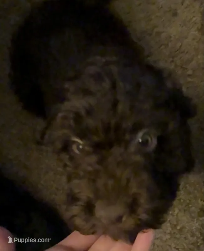 Brownie  – Cockapoo puppy for sale in Maple Valley, WA