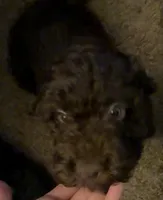 Brownie , a male Cockapoo for sale in Maple Valley, WA – 1 of 6