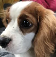 Bella, a female Cavalier King Charles Spaniel for sale in Hawley, PA – Photo 2 of 4