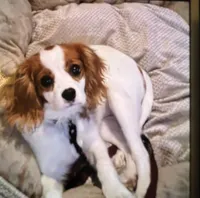 Bella, a female Cavalier King Charles Spaniel for sale in Hawley, PA – Photo 3 of 4