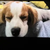 Bella, a female Cavalier King Charles Spaniel for sale in Hawley, PA – Photo 1 of 4