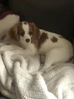 Bella, a female Cavalier King Charles Spaniel for sale in Hawley, PA – Photo 4 of 4