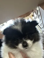 Koko , a male Pomeranian for sale in Leawood, KS – 4 of 5