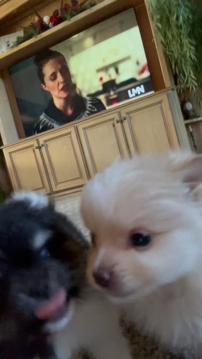 Scooter, a male Pomeranian for sale in Leawood, KS – 5 of 6