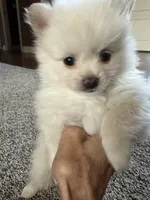 Koda, a male Pomeranian for sale in Leawood, KS – 5 of 6