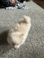 Scooter, a male Pomeranian for sale in Leawood, KS – 3 of 6
