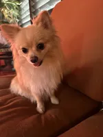 Scoots , a female Pomeranian for sale in Leawood, KS – 1 of 3