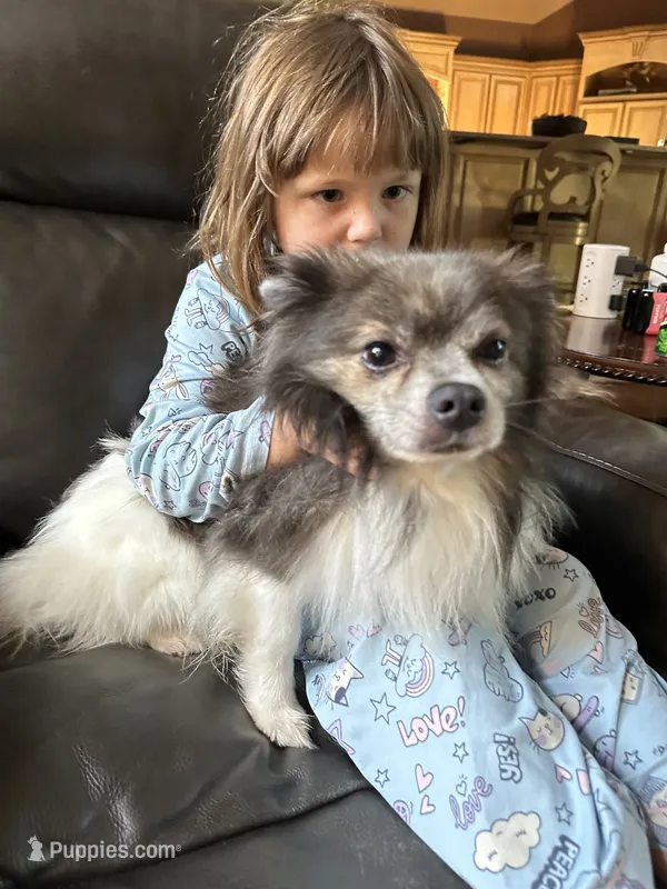 Boe – Pomeranian puppy for sale in Leawood, KS