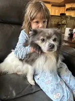 Boe, a male Pomeranian for sale in Leawood, KS – 1 of 1