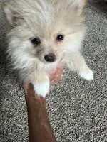 Scooter, a male Pomeranian for sale in Leawood, KS – 2 of 6