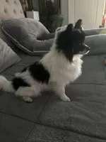 Koko , a male Pomeranian for sale in Leawood, KS – 2 of 5