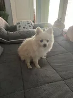 Koda, a male Pomeranian for sale in Leawood, KS – 6 of 6