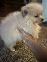 Scooter, a male Pomeranian for sale in Leawood, KS – 4 of 6