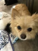 Scoots , a female Pomeranian for sale in Leawood, KS – 2 of 3