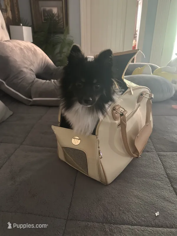 Kola – Pomeranian puppy for sale in Leawood, KS