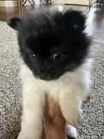 Kola, a male Pomeranian for sale in Leawood, KS – 4 of 4