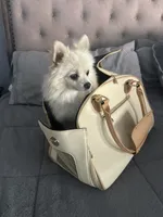 Koda, a male Pomeranian for sale in Leawood, KS – 1 of 6