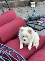 Koda, a male Pomeranian for sale in Leawood, KS – 2 of 6