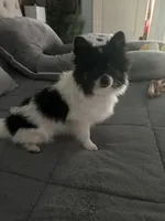 Koko , a male Pomeranian for sale in Leawood, KS – 3 of 5