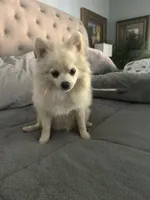 Koda, a male Pomeranian for sale in Leawood, KS – 3 of 6