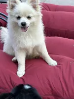 Koda, a male Pomeranian for sale in Leawood, KS – 4 of 6