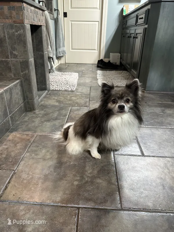 Boe – Pomeranian puppy for sale in Leawood, KS