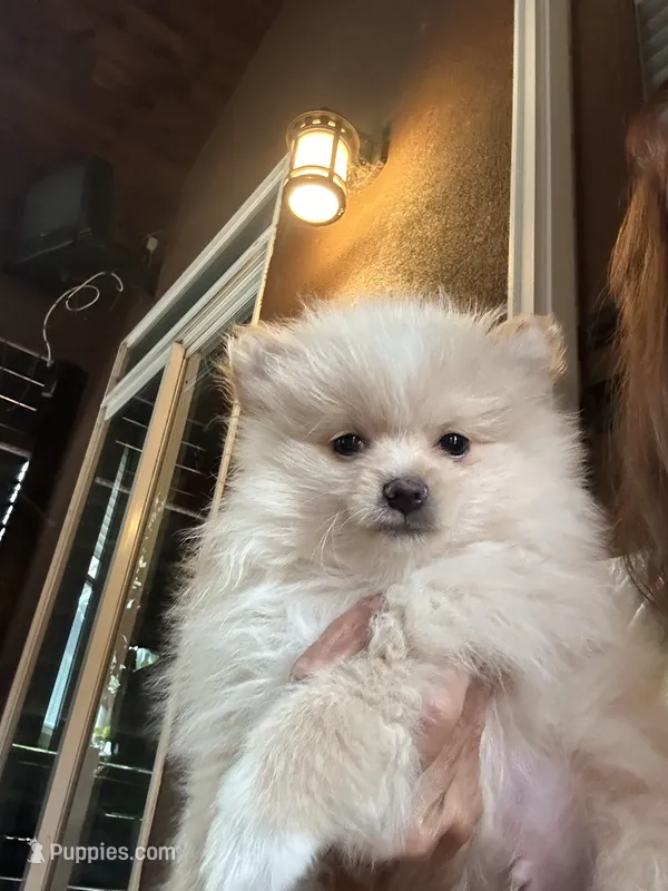 Scooter – Pomeranian puppy for sale in Leawood, KS