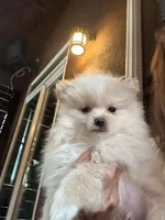 Scooter, a male Pomeranian for sale in Leawood, KS – 1 of 6