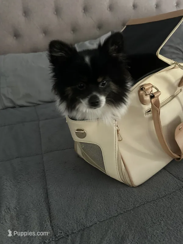 Koko  – Pomeranian puppy for sale in Leawood, KS