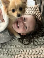 Scoots , a female Pomeranian for sale in Leawood, KS – 3 of 3