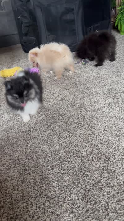 Scooter, a male Pomeranian for sale in Leawood, KS – 6 of 6