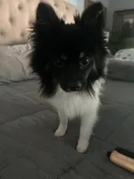 Kola, a male Pomeranian for sale in Leawood, KS – 2 of 4