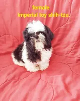 Misty., a female Shih Tzu for sale in Detroit, MI – Photo 3 of 3