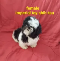Misty., a female Shih Tzu for sale in Detroit, MI – Photo 2 of 3